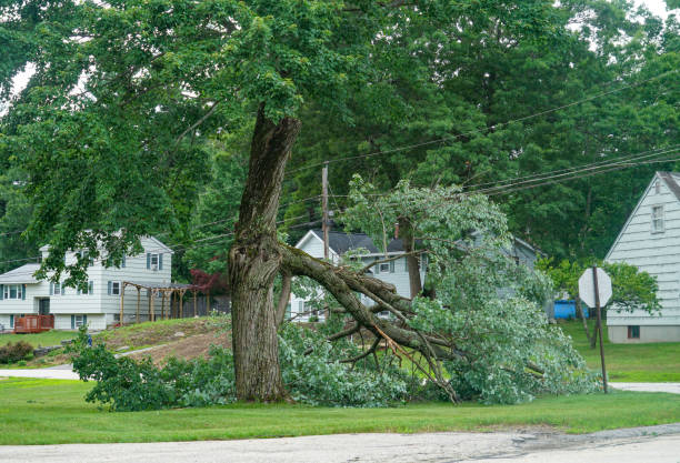 Greenwich, OH  Tree Services Company